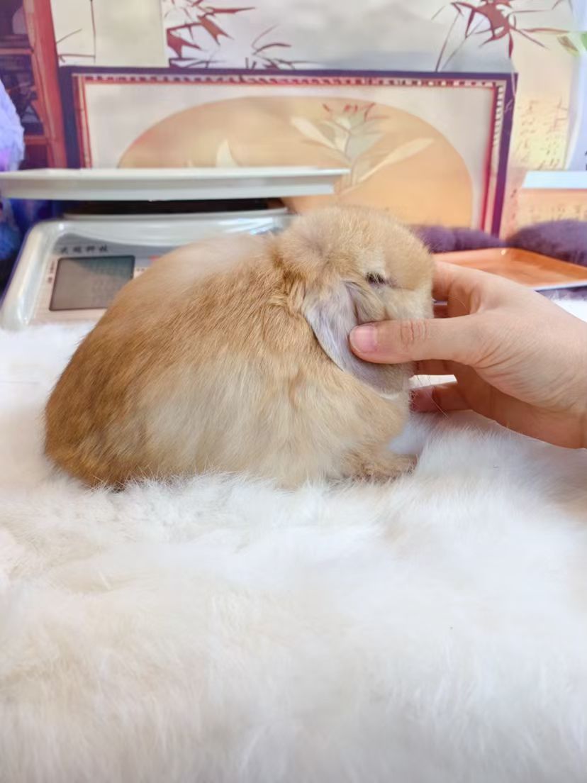 双血黄色垂耳兔 弟弟